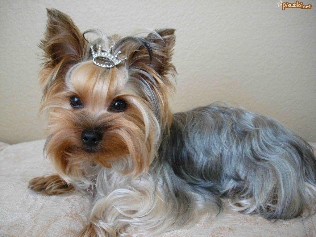 1030x770 Yorkie Wallpaper for Desktop, Desktop