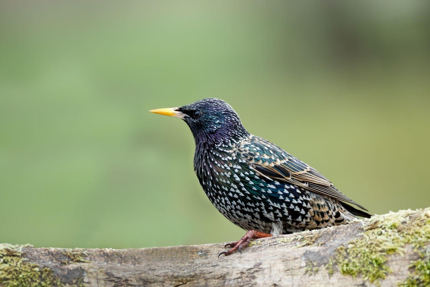 1500x1000 starling windows wallpaper. starling. Tokkoro, Desktop