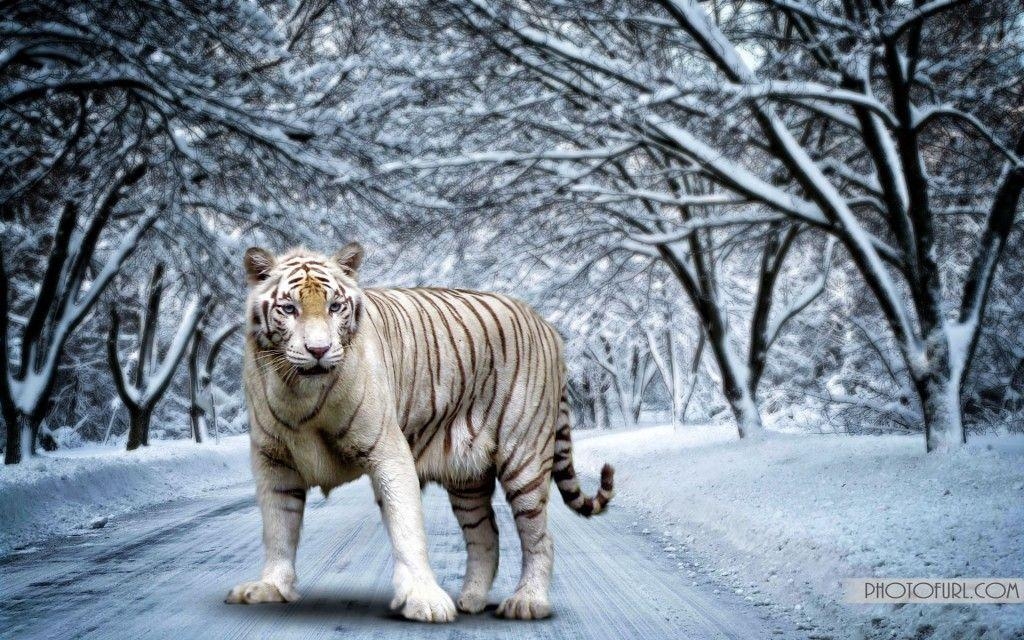 1030x640 White Bengal Tigers Computer Wallpaper, Desktop