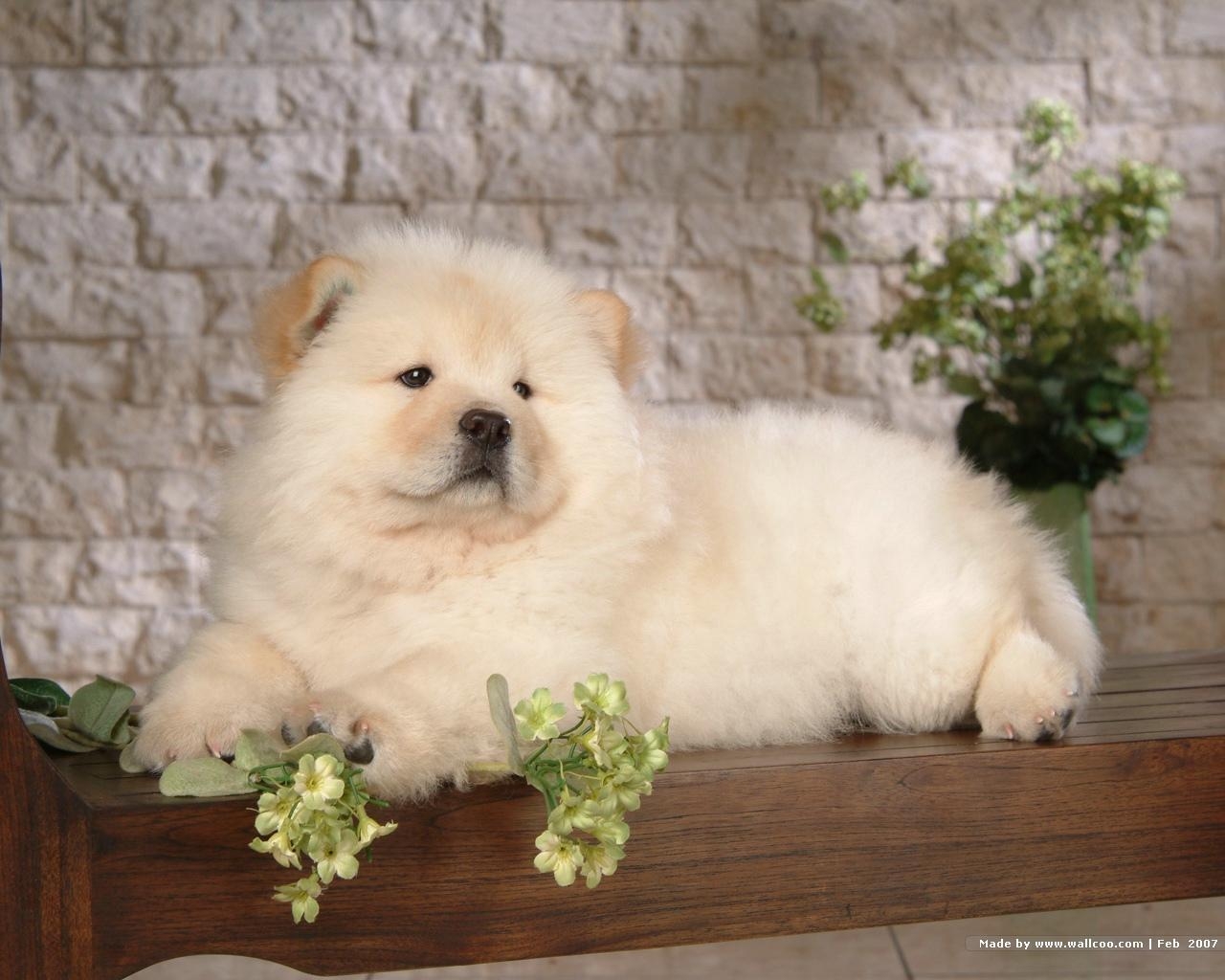 1280x1030 Puppies image Chow Chow Puppy Wallpaper HD wallpaper and background, Desktop