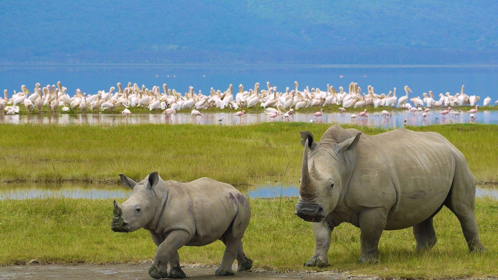 1600x900 Nairobi to Lake Nakuru National Park Excursion, Desktop