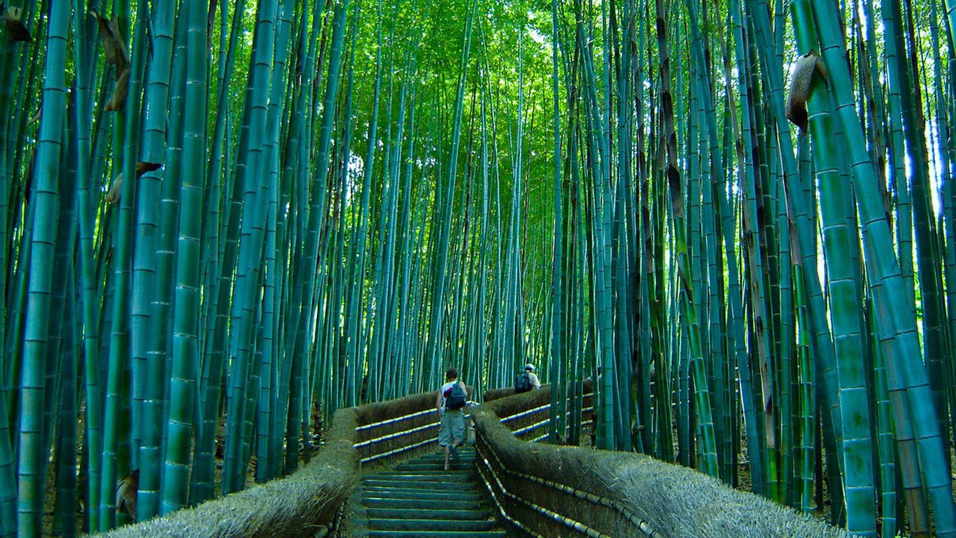 1920x1080 Beautiful pathway in the Sagano bamboo forest, Desktop