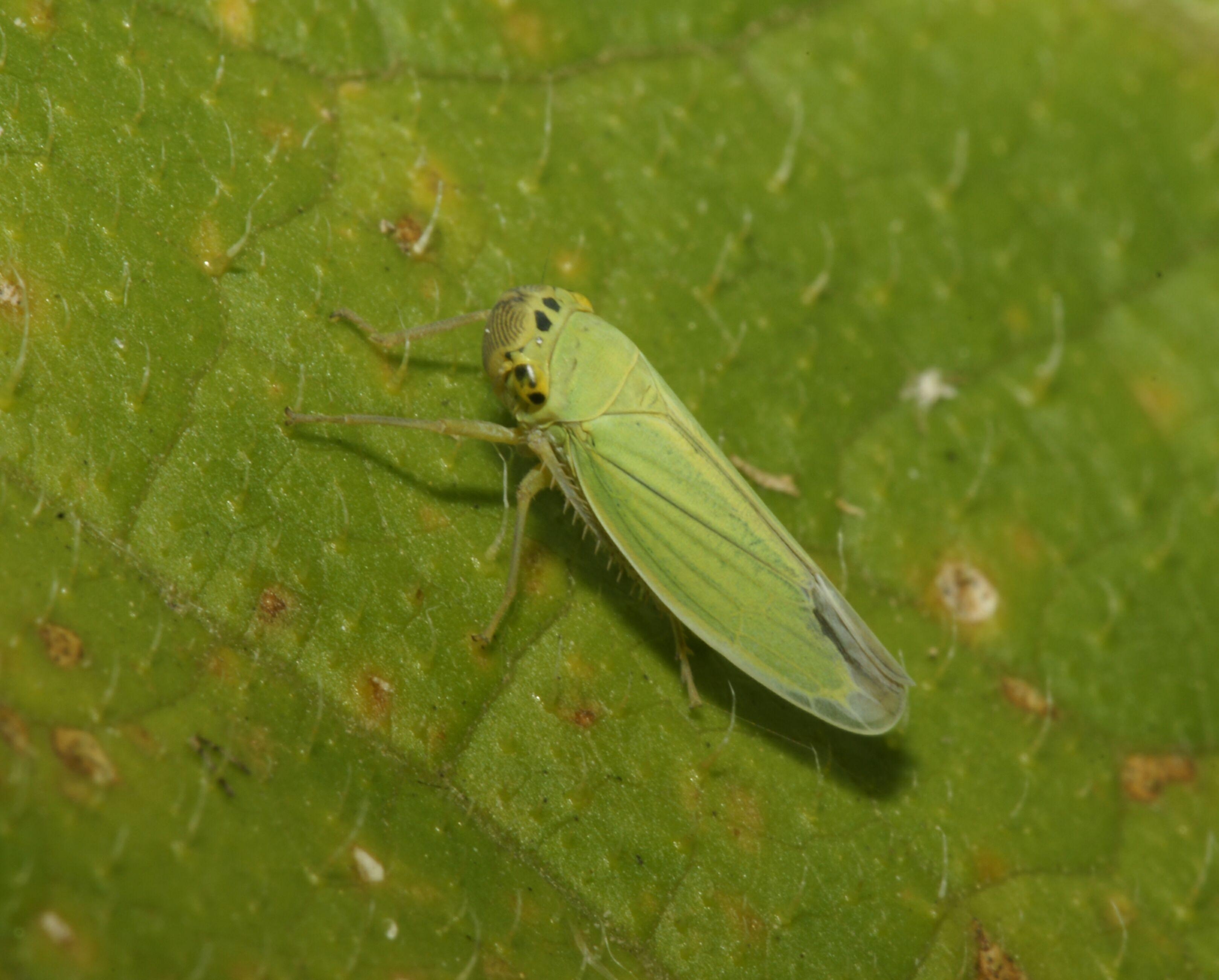 3240x2610 Leafhopper Free HD Wallpaper Image Background, Desktop