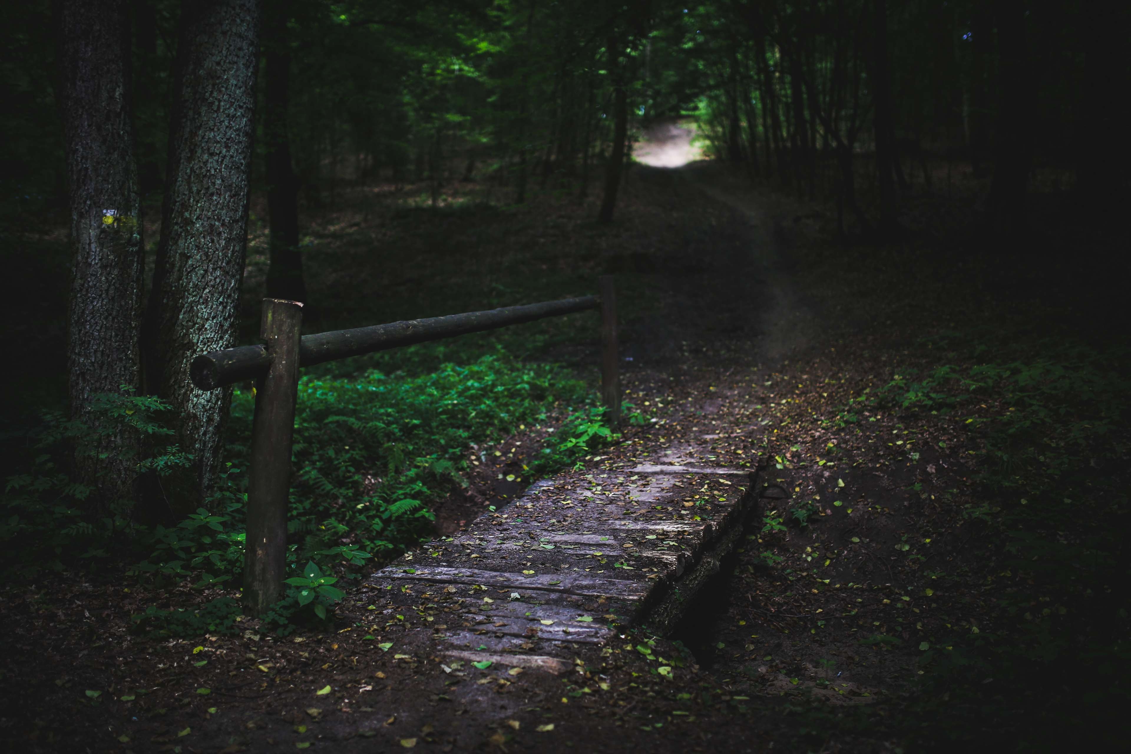 3840x2560 dark, footbridge, forest, mystical, nature, path, route, trees, way, wood 4k wallpaper, Desktop