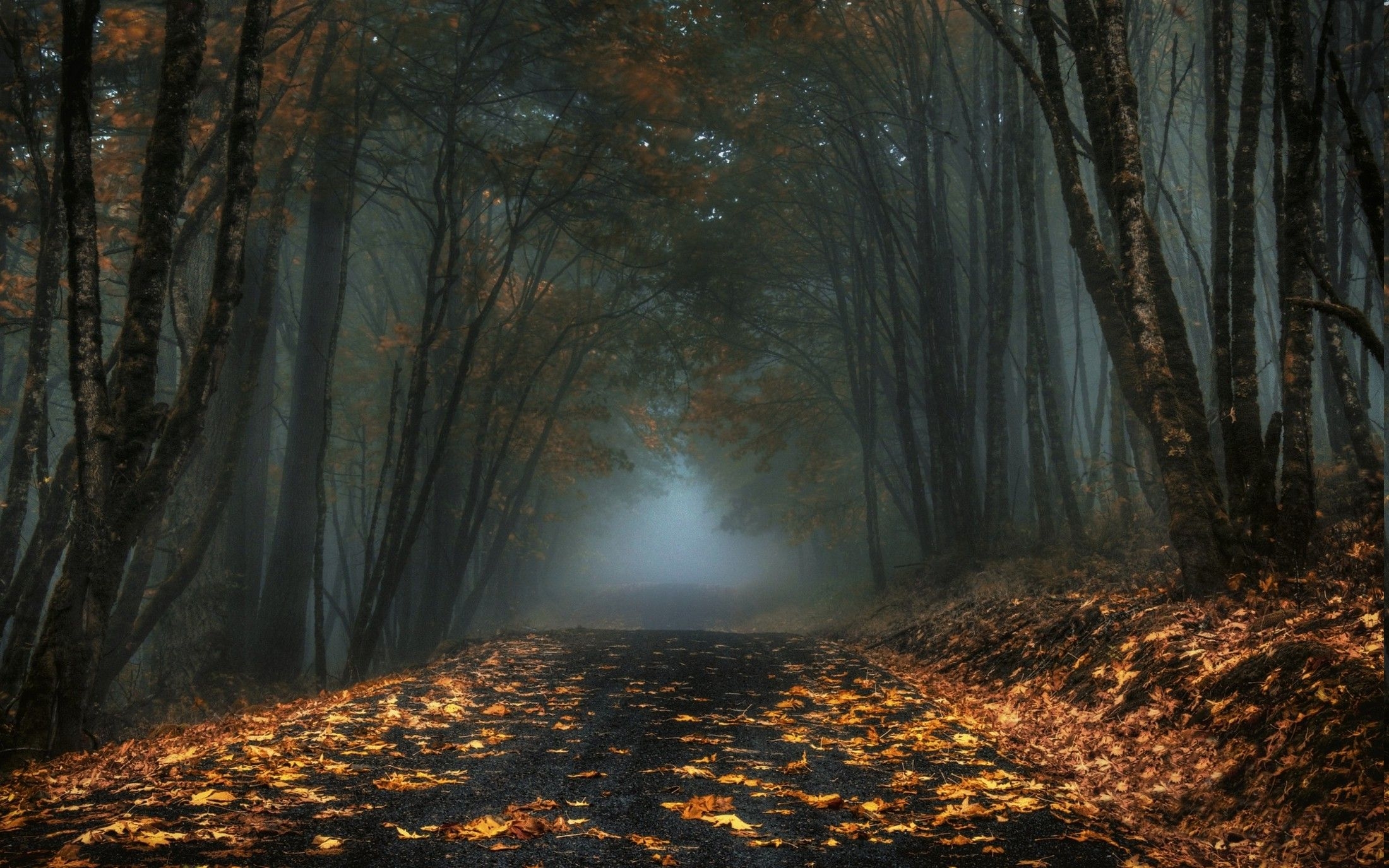 2200x1380 nature, Landscape, Mist, Road, Forest, Leaves, Fall, Trees, Dark, Morning Wallpaper HD / Desktop and Mobile Background, Desktop