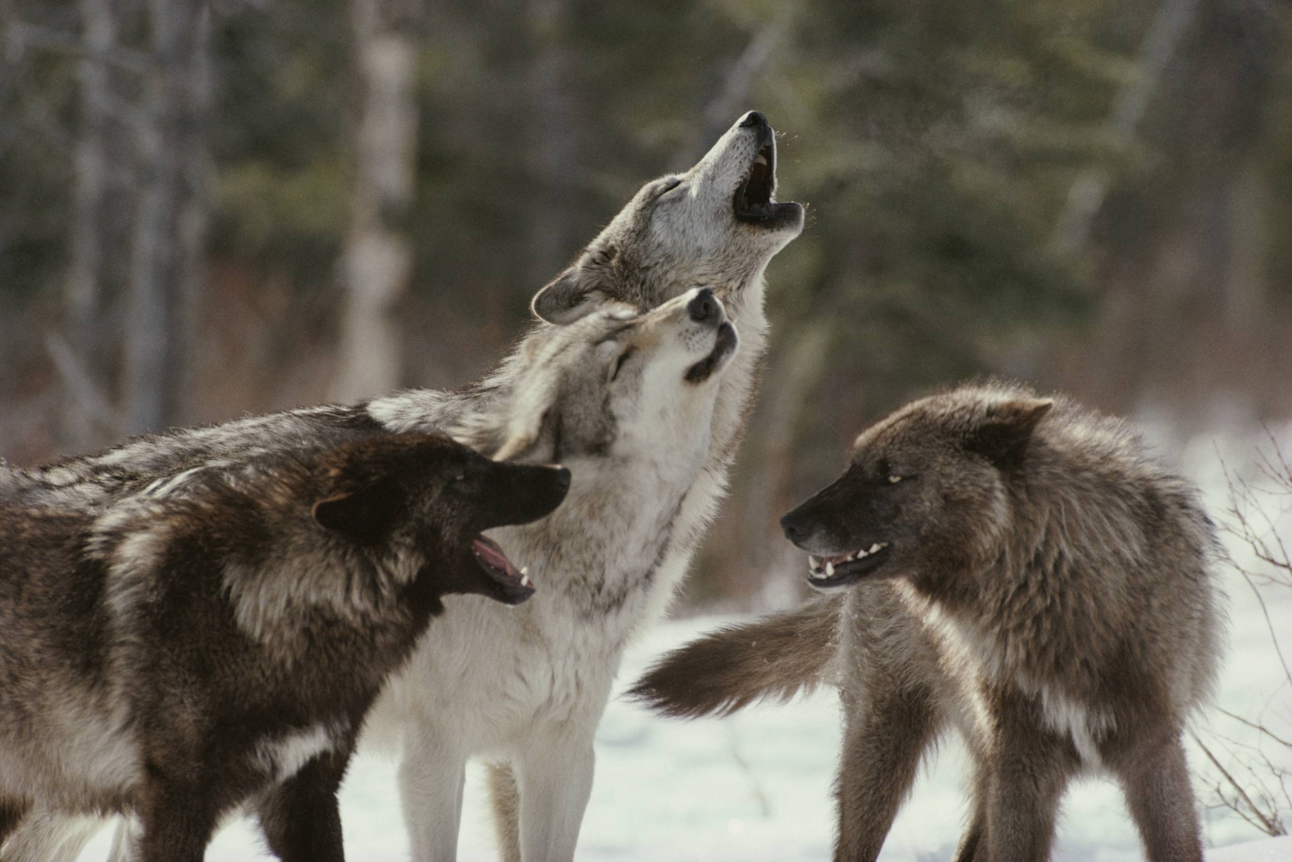 2550x1700 Hd Eastern Timber Wolf Image, Desktop