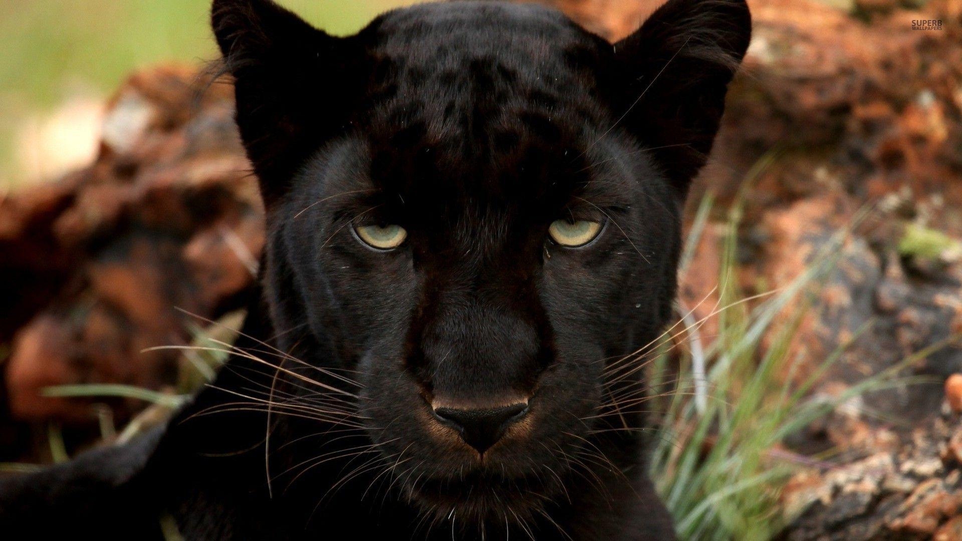 1920x1080 Black Panthers Wallpaper, Desktop