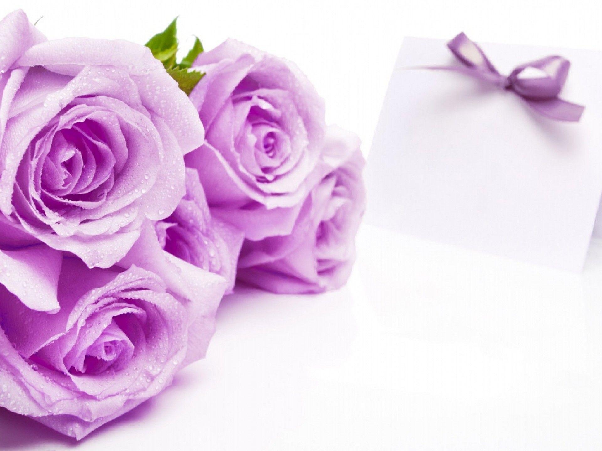 1920x1440 Purple Rose Wallpaper, Desktop