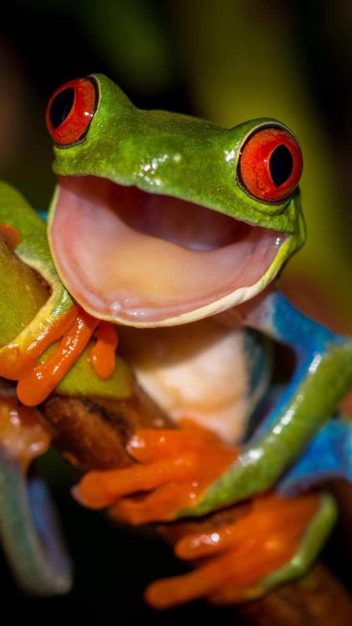 720x1280 Red Eyed Tree Frog Phone Wallpaper, Phone