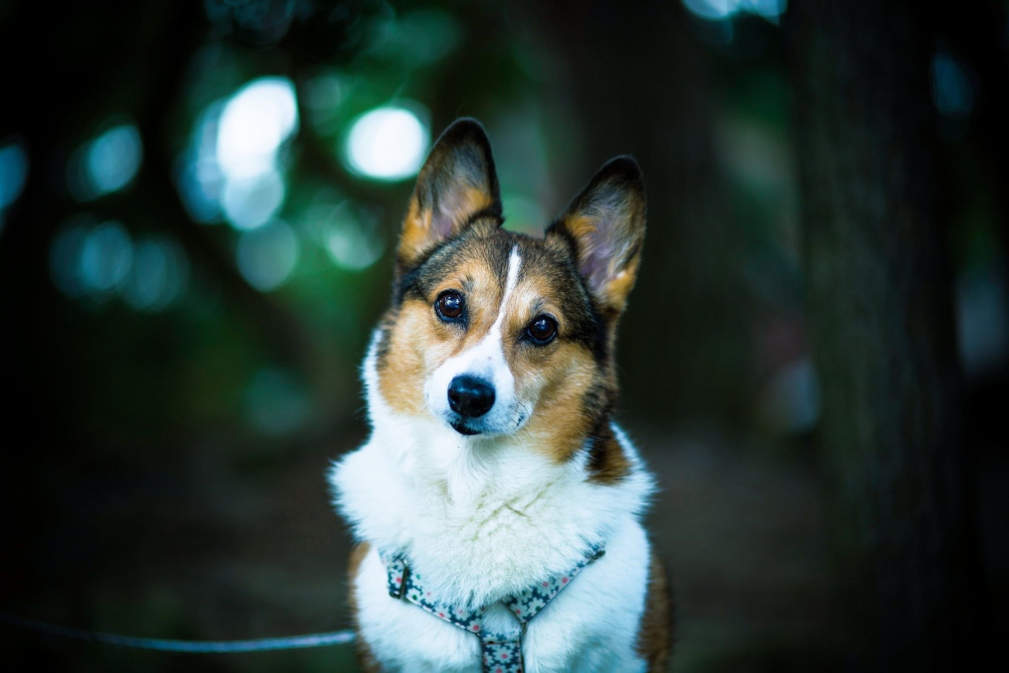 2050x1370 Corgi Dogs Wallpaper & Background Download, Desktop