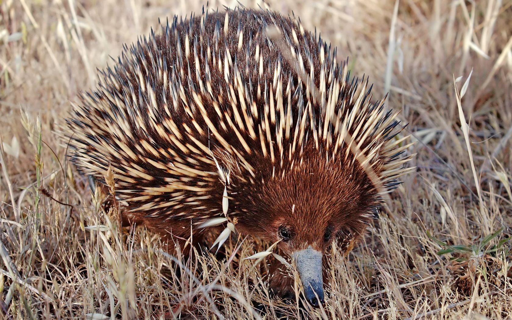 1680x1050 Echidna HD Wallpaper and Background Image, Desktop