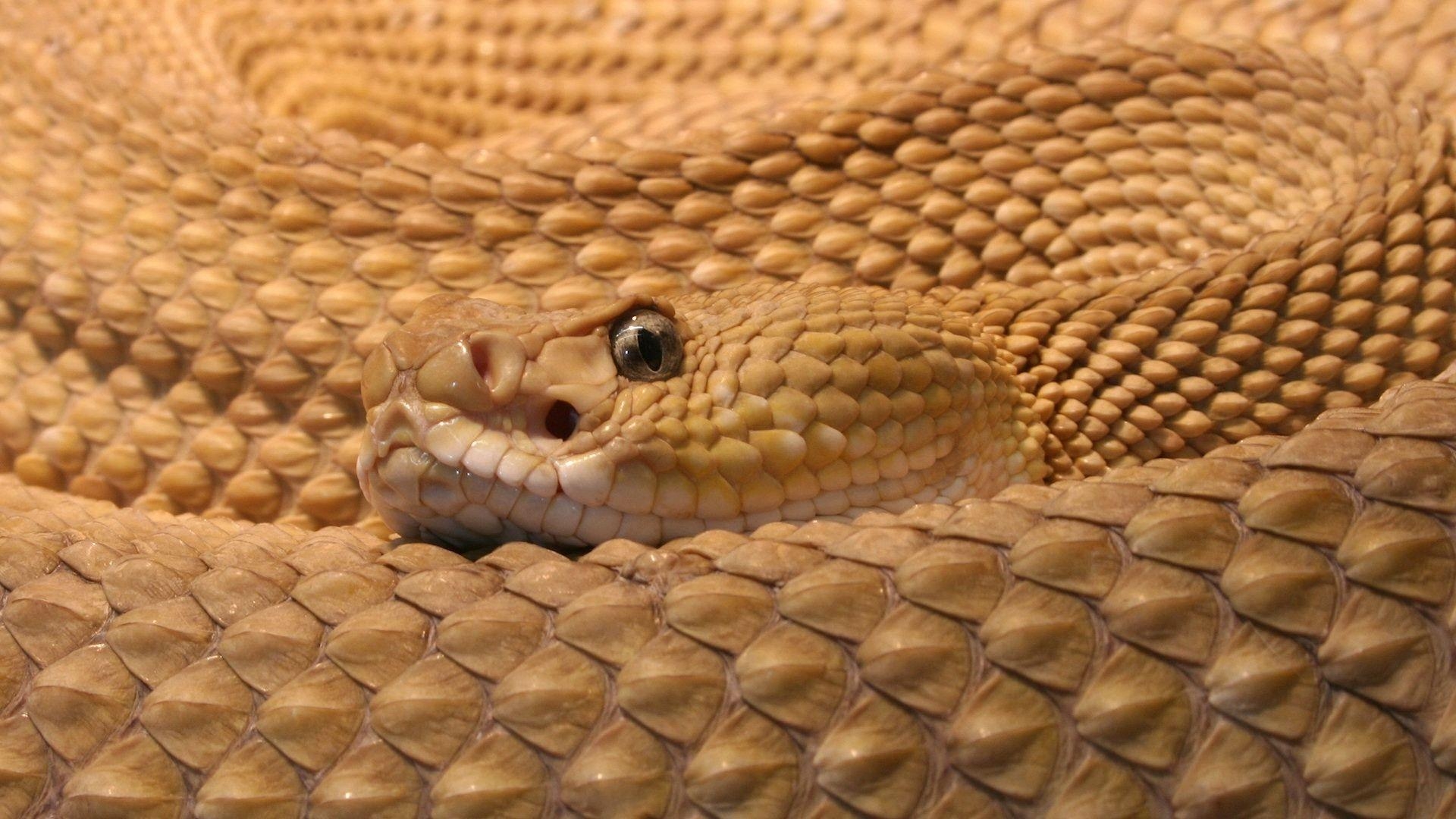 1920x1080 rattlesnake HD wallpaper Search Engine, Desktop