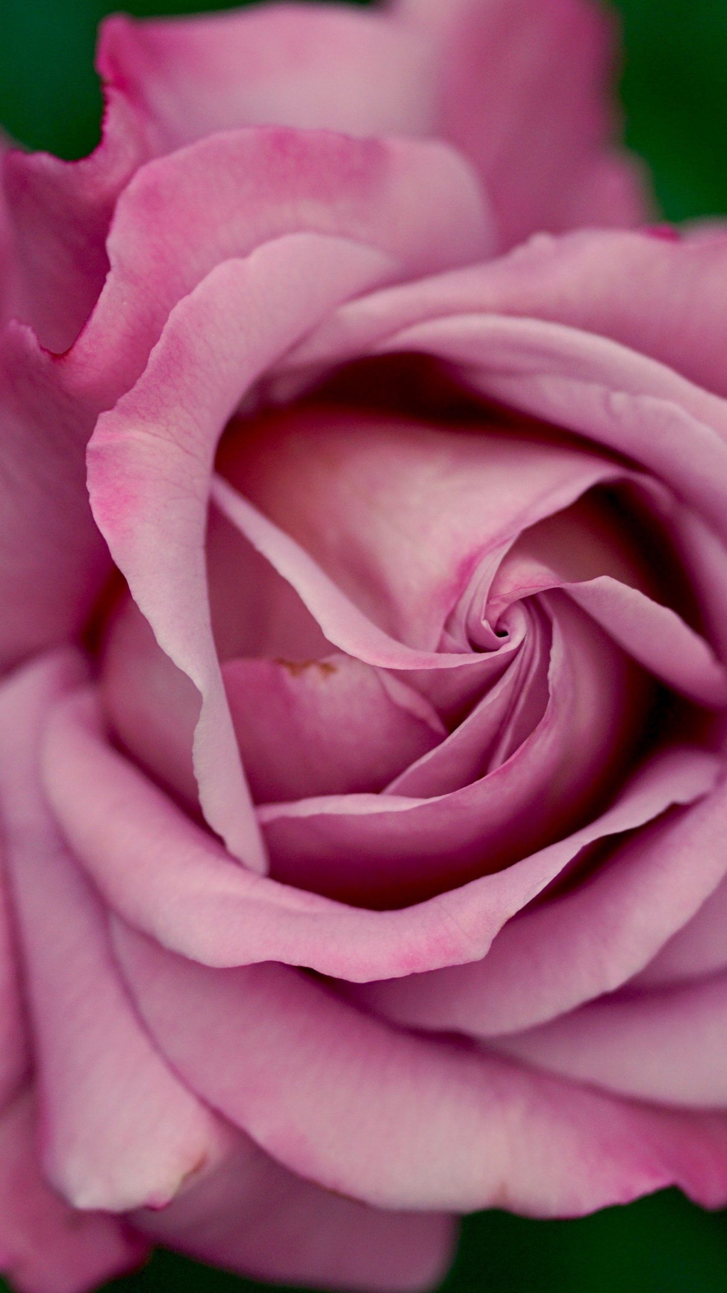 1440x2560 Dusty Pink Rose Wallpaper, Android & Desktop Background, Phone