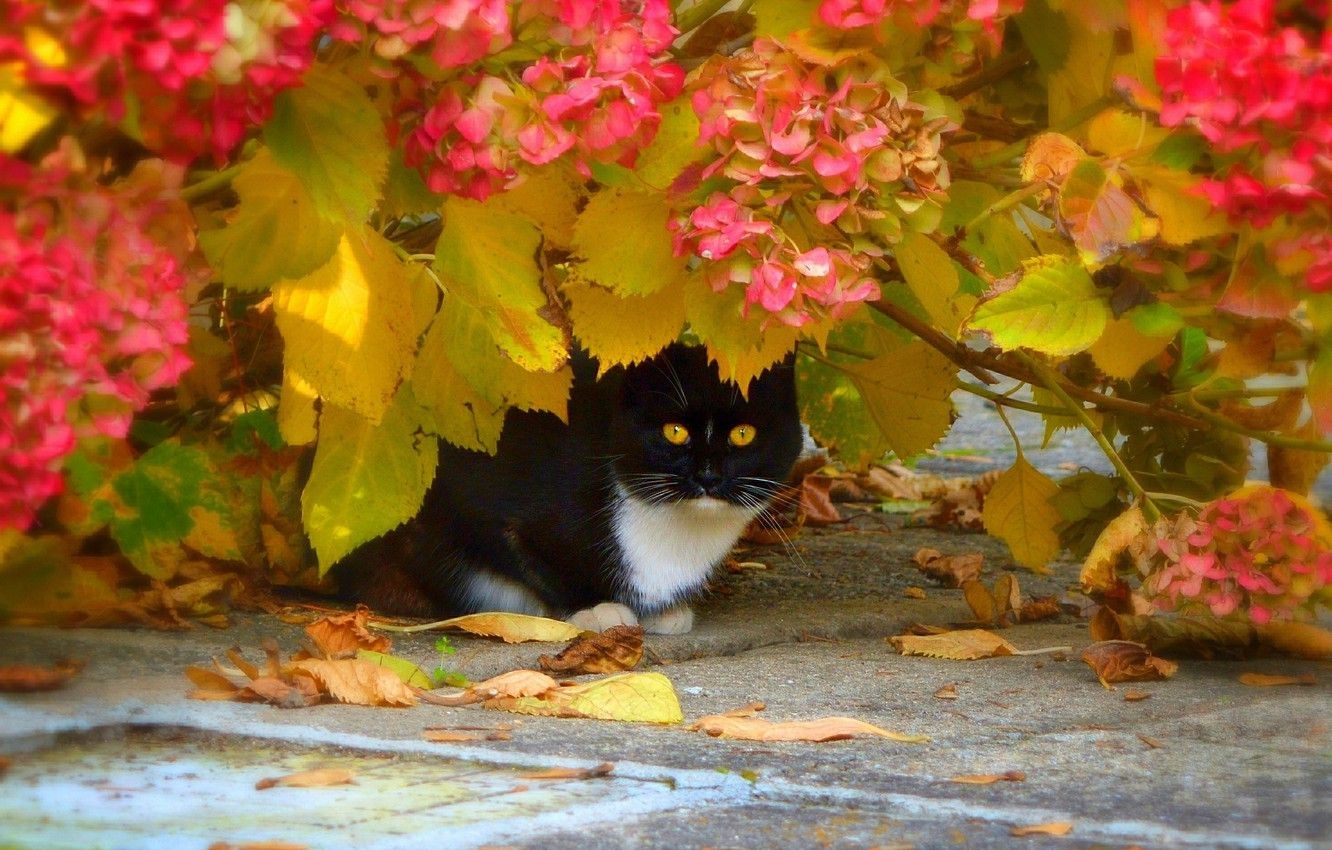 1340x850 Wallpaper Autumn, Leaves, Cat, Flowers, Flowers, Autumn, Cat, Leaves image for desktop, section кошки, Desktop