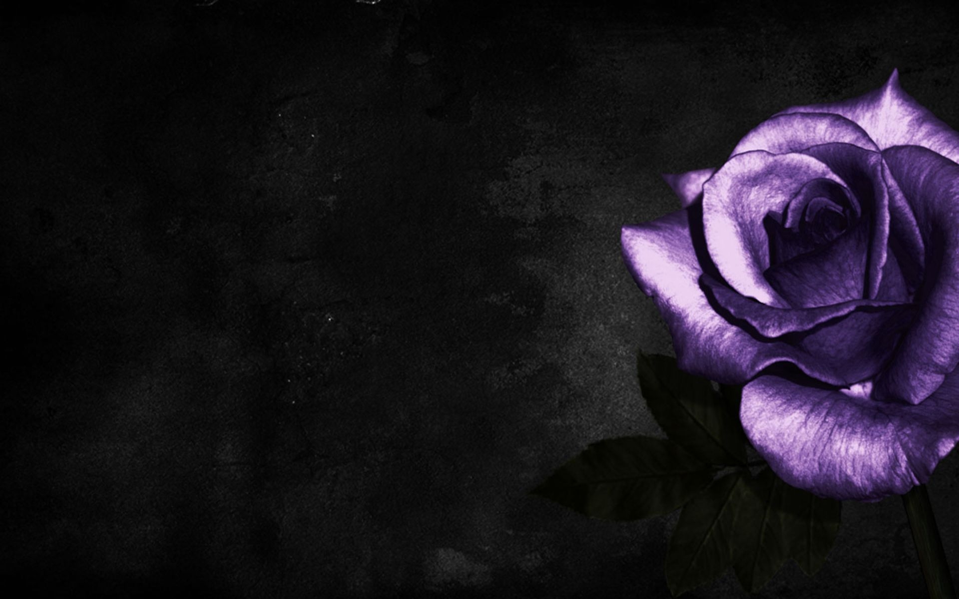 1920x1200 Purple and Black Rose Wallpaper Free Purple and Black Rose, Desktop