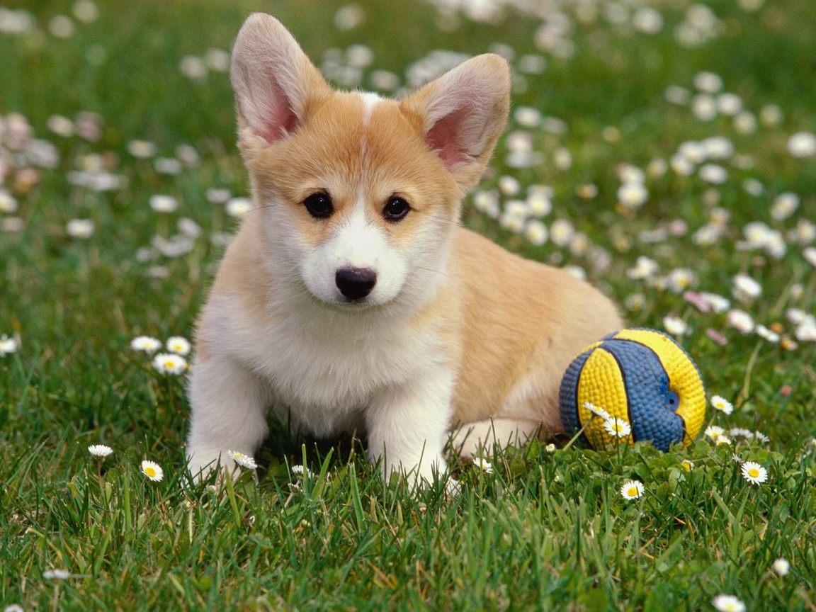 1160x870 Corgi Wallpaper for Computer, Desktop