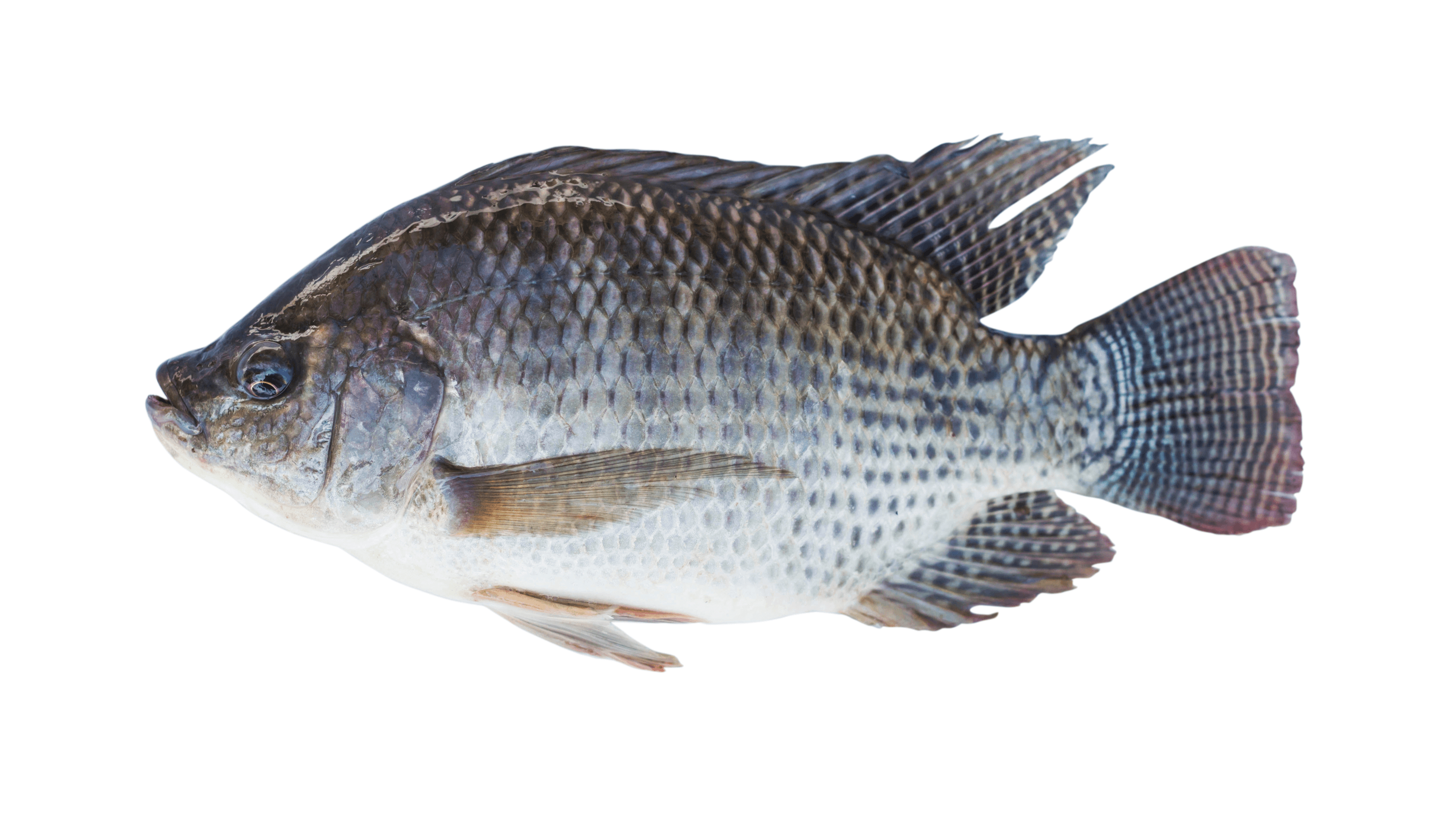 3210x1840 Tilapia Png & Free Tilapia.png Transparent Image, Desktop