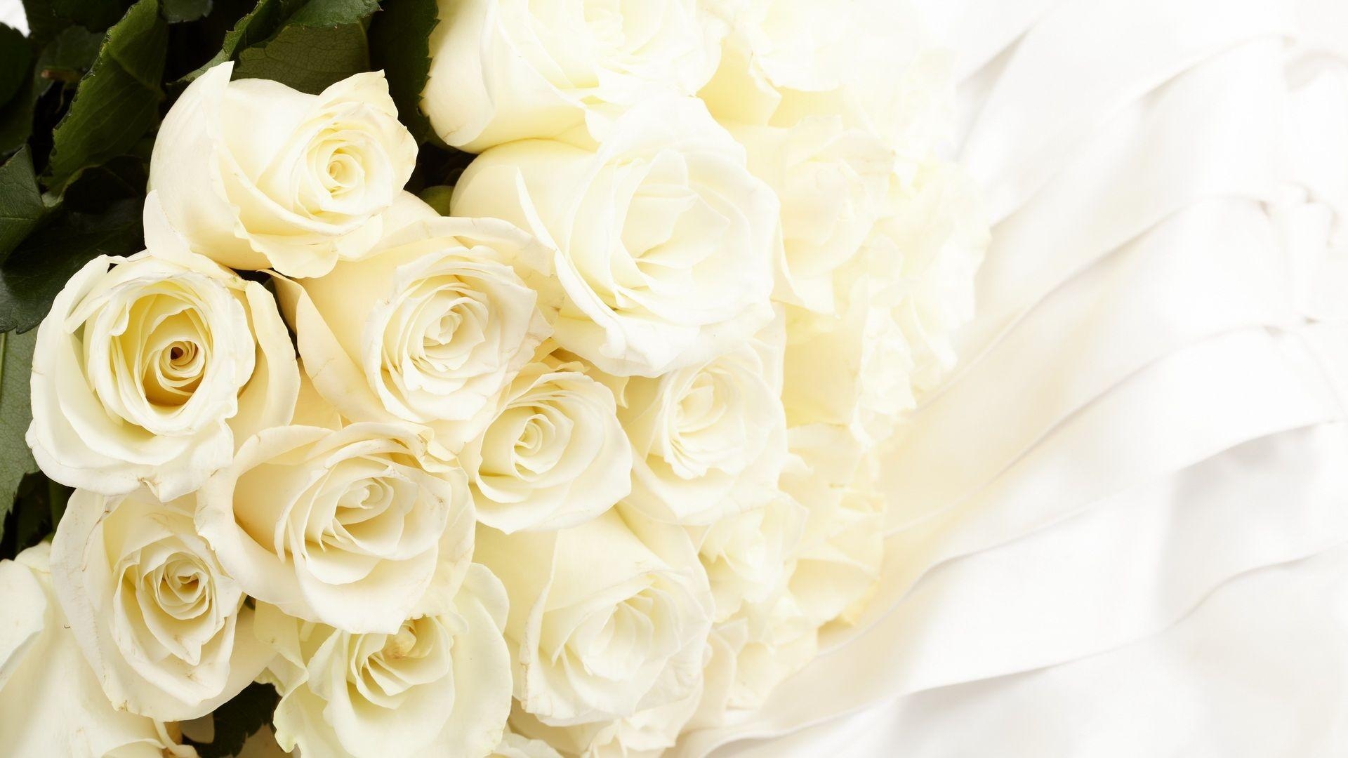 1920x1080 Pure White Rose Wallpaper, Desktop