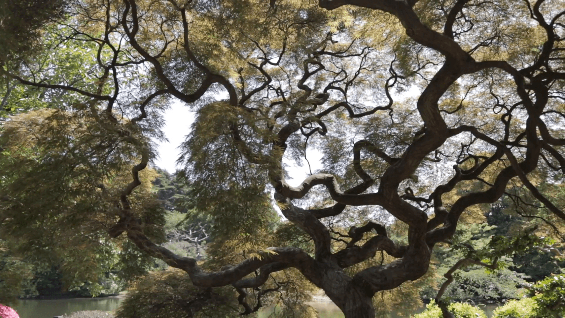 1920x1080 Shinjuku Gyoen National Garden. Large bonsai tree in Shinjuku Gyoen, Desktop