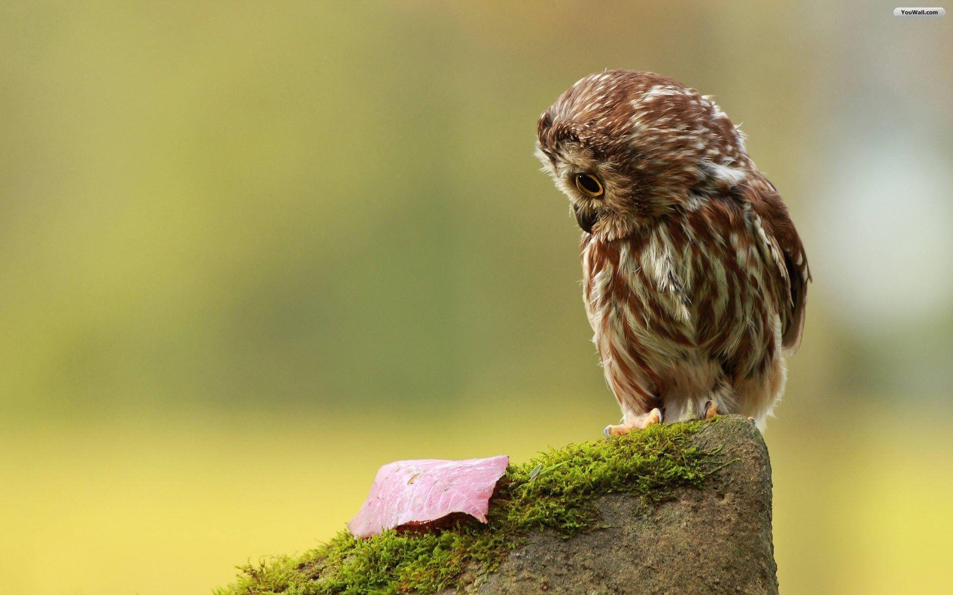 1920x1200 Wallpaper For > Cute Baby Owl Wallpaper, Desktop