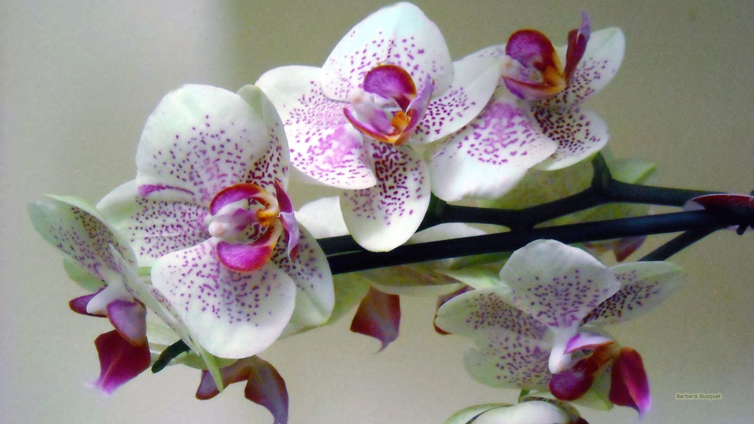 2560x1440 White Orchid Wallpaper, Desktop