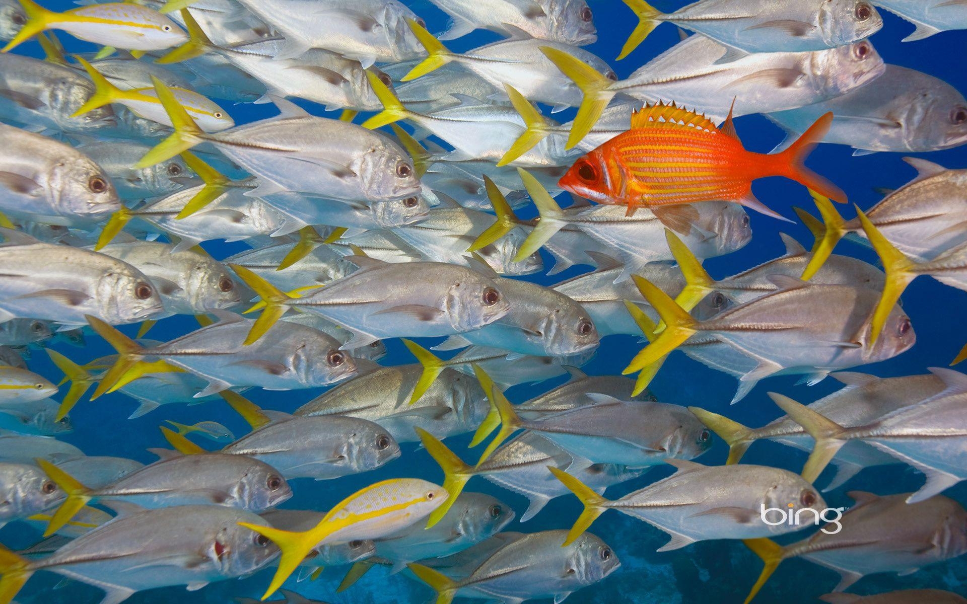 1920x1200 Bing, Underwater, Fish, Tuna Fish, School Of Tuna Fish, Desktop