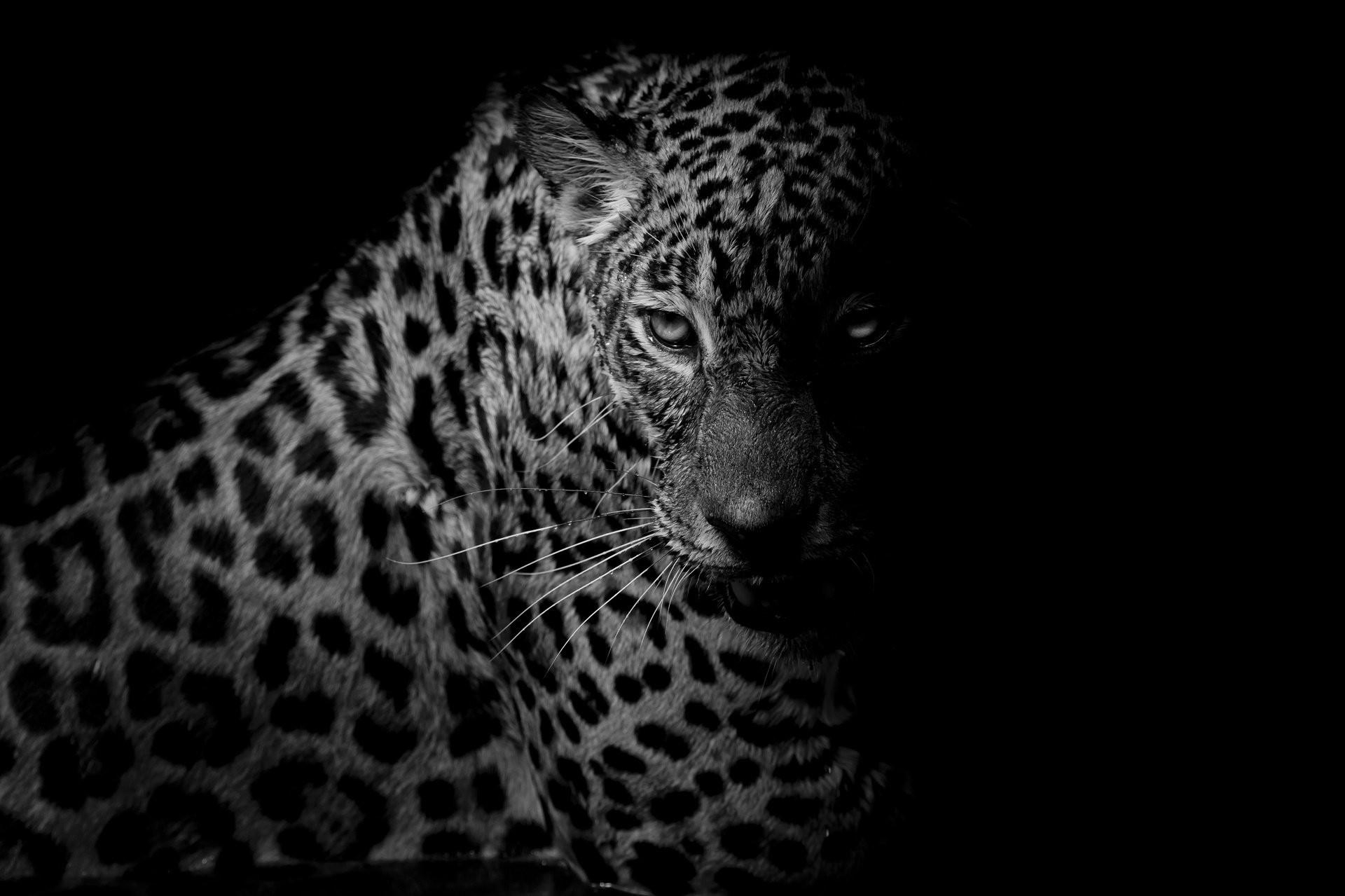 1920x1280 Black Leopard Wallpaper, Desktop