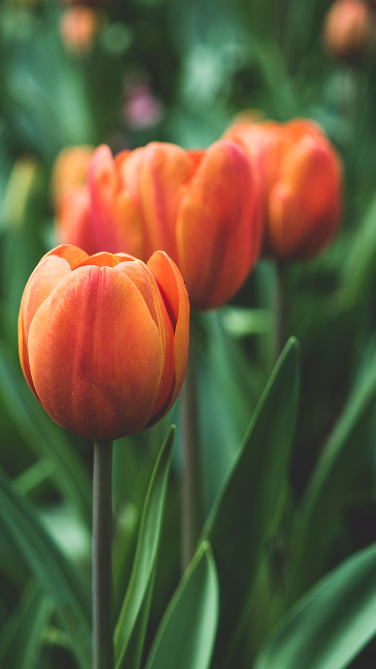 750x1340 iPhone X wallpaper. flower tulip red love nature, Phone