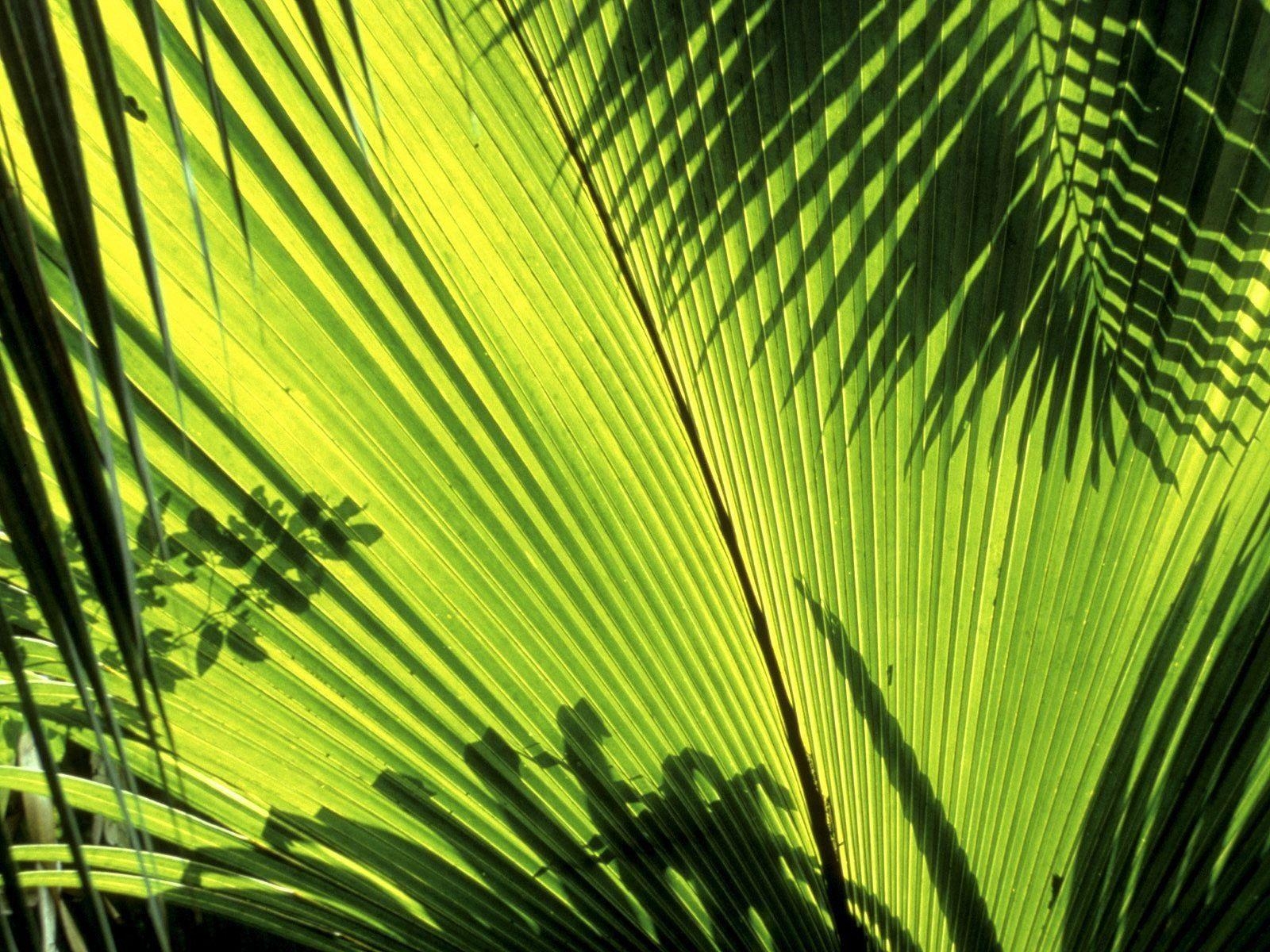 1600x1200 Nature Seychelles palm leaves wallpaperx1200, Desktop