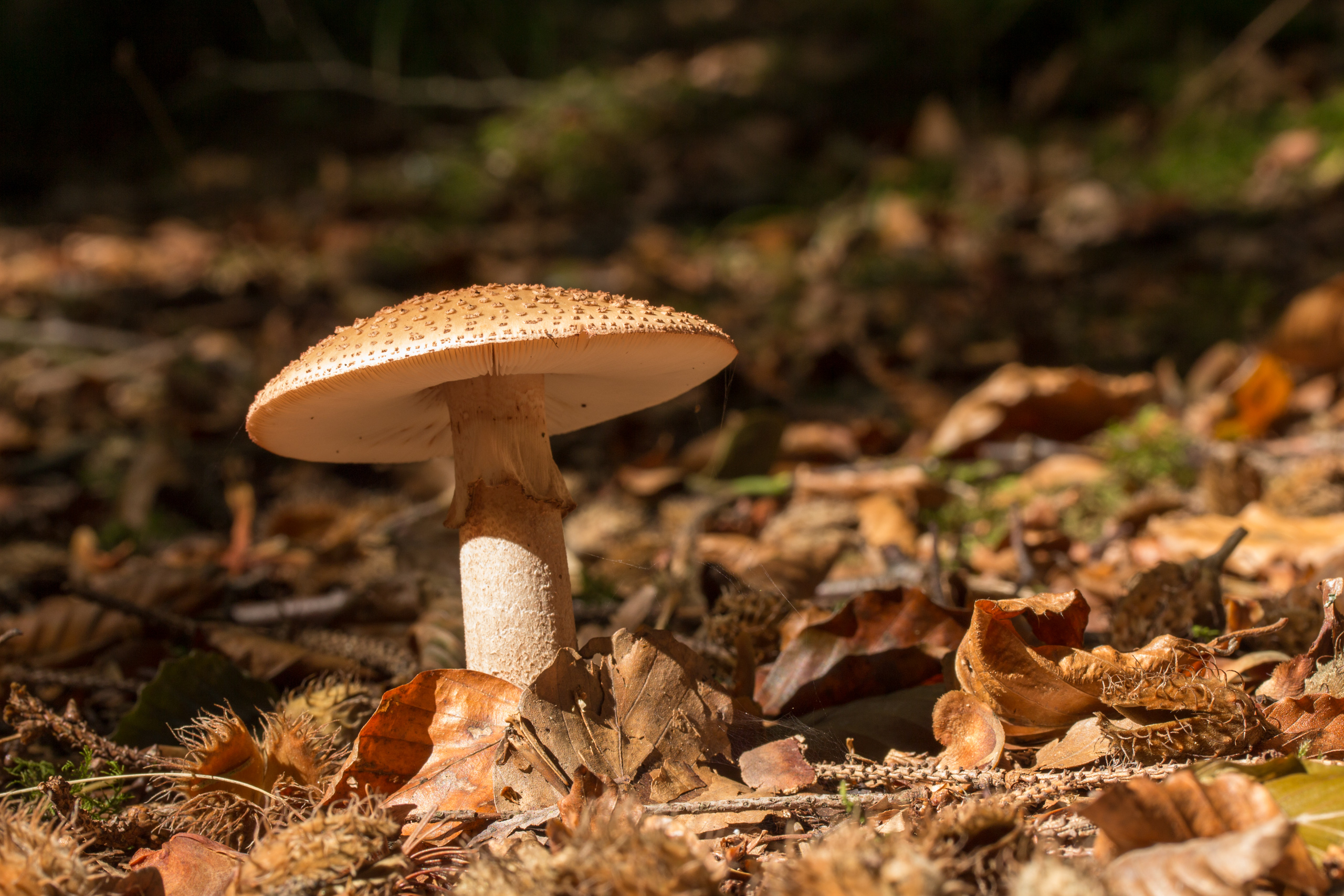 2560x1710 Wallpaper, mushroom, forest, nature, moss, fall, fungus, leaves, Desktop