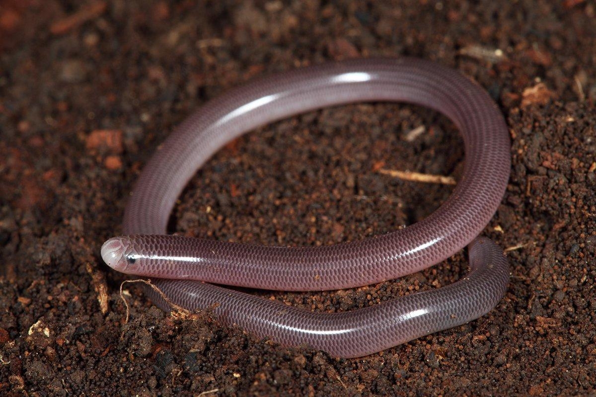 1200x800 Blind Snake Australian Museum, Desktop