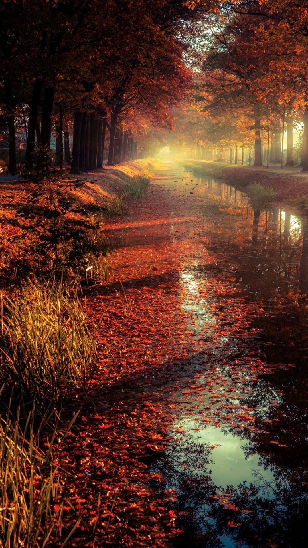 1080x1920 Autumn Wallpaper Autumn Background Download, Phone