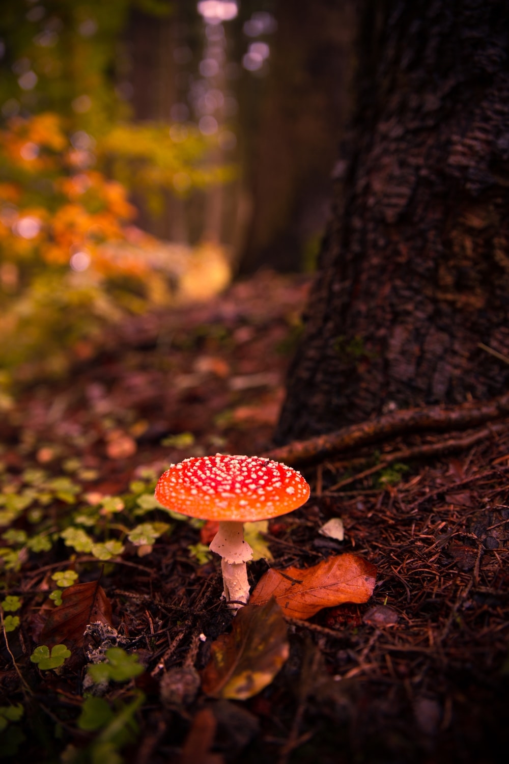 1000x1500 Forest Mushroom Picture. Download Free Image, Phone