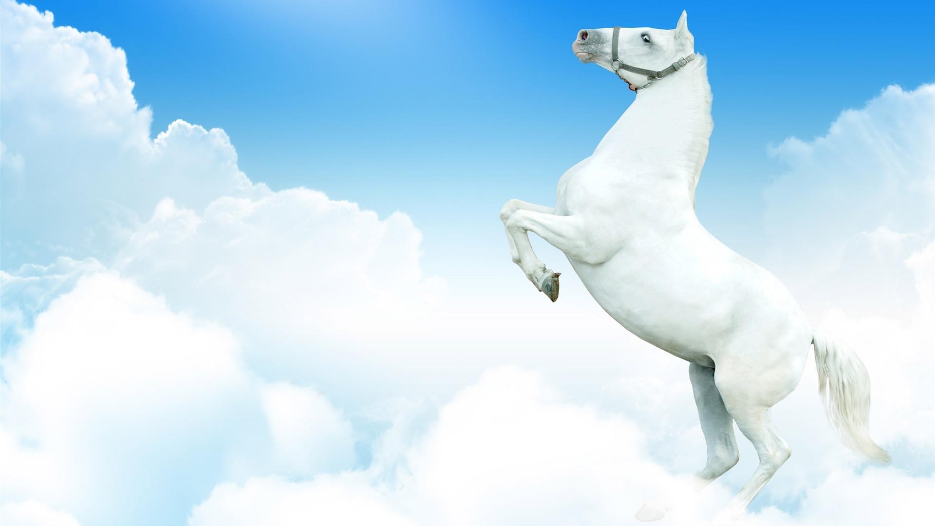 1920x1080 Beautiful White Horse HD Wallpaper Wallpaper Inn, Desktop