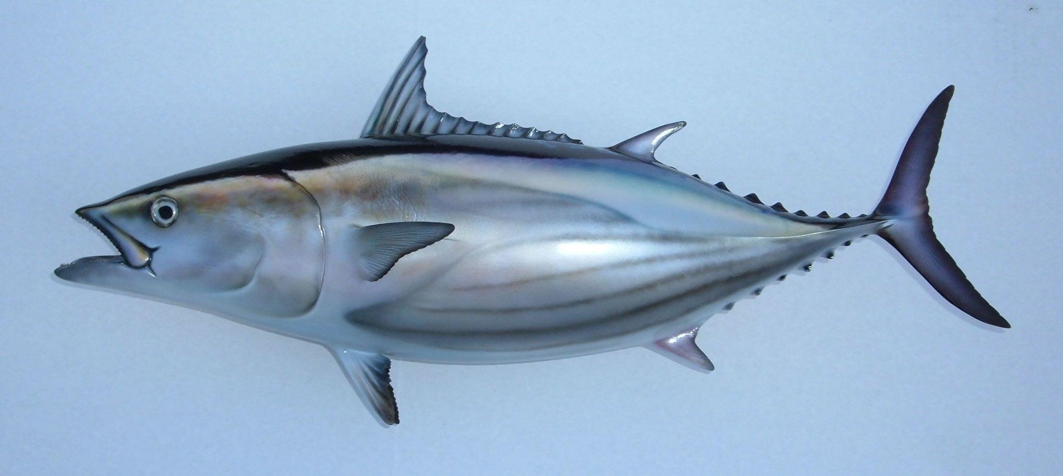 2120x950 Skipjack tuna drawing photo and wallpaper. Cute Skipjack tuna, Dual Screen