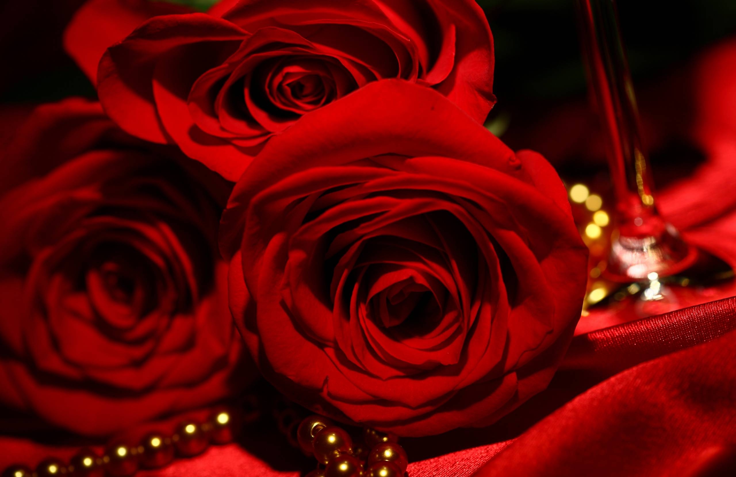 2560x1660 Red roses on March 8 against the backdrop of satin and pearls, Desktop