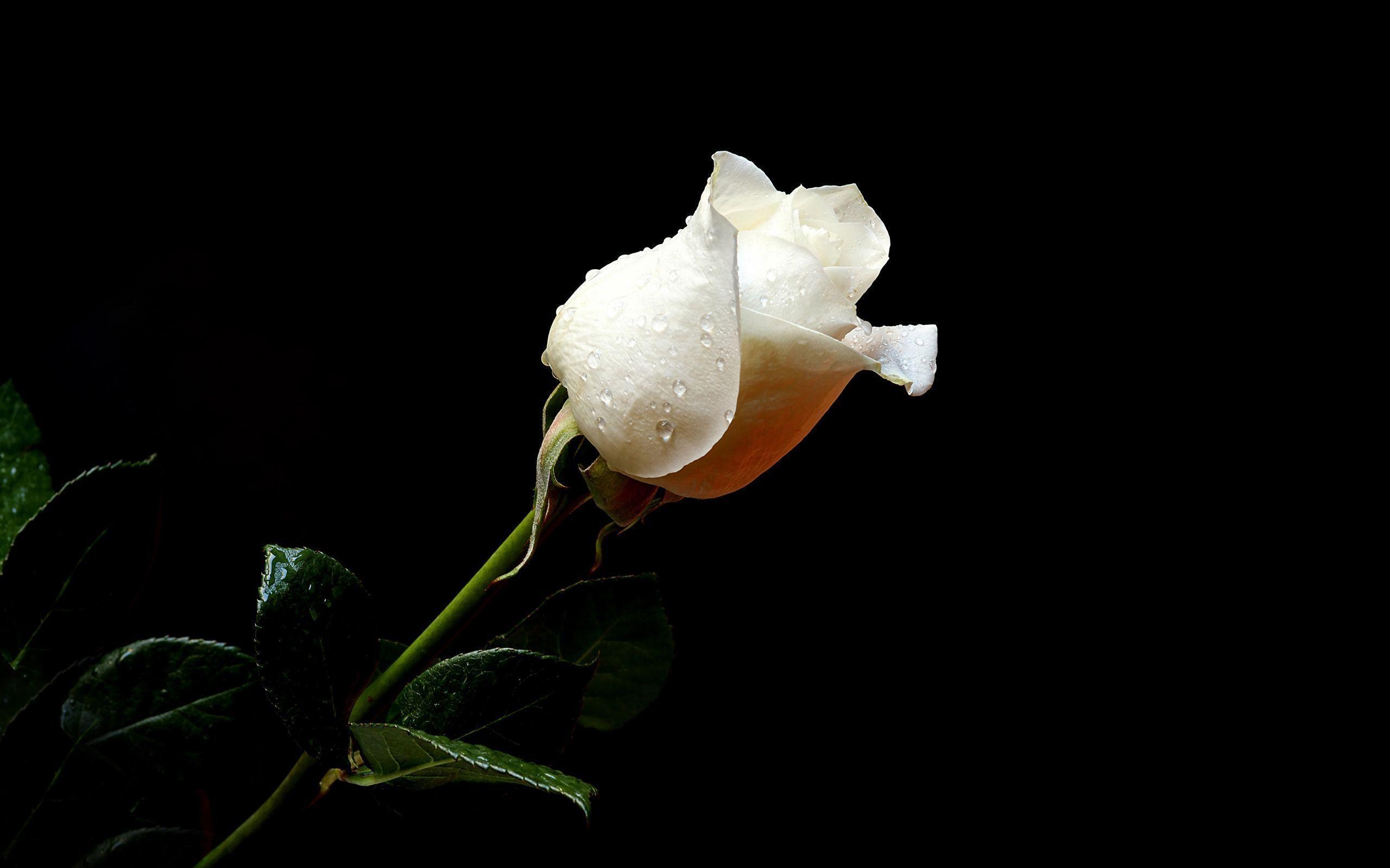 2560x1600 Black And White Rose 2 Wallpaper and Background, Desktop