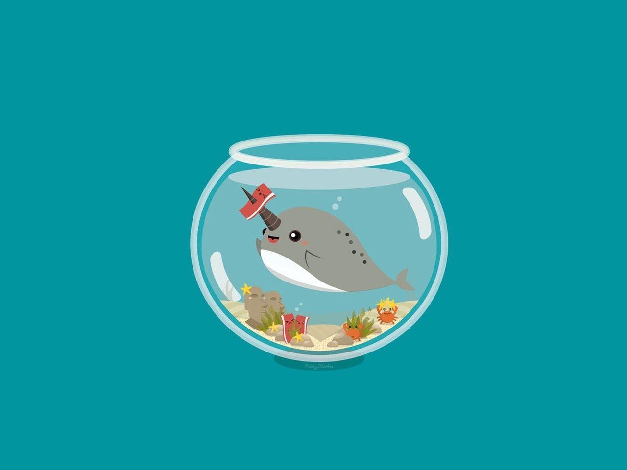 1280x960 Narwhal Wallpaper, Narwhal Wallpaper, Desktop