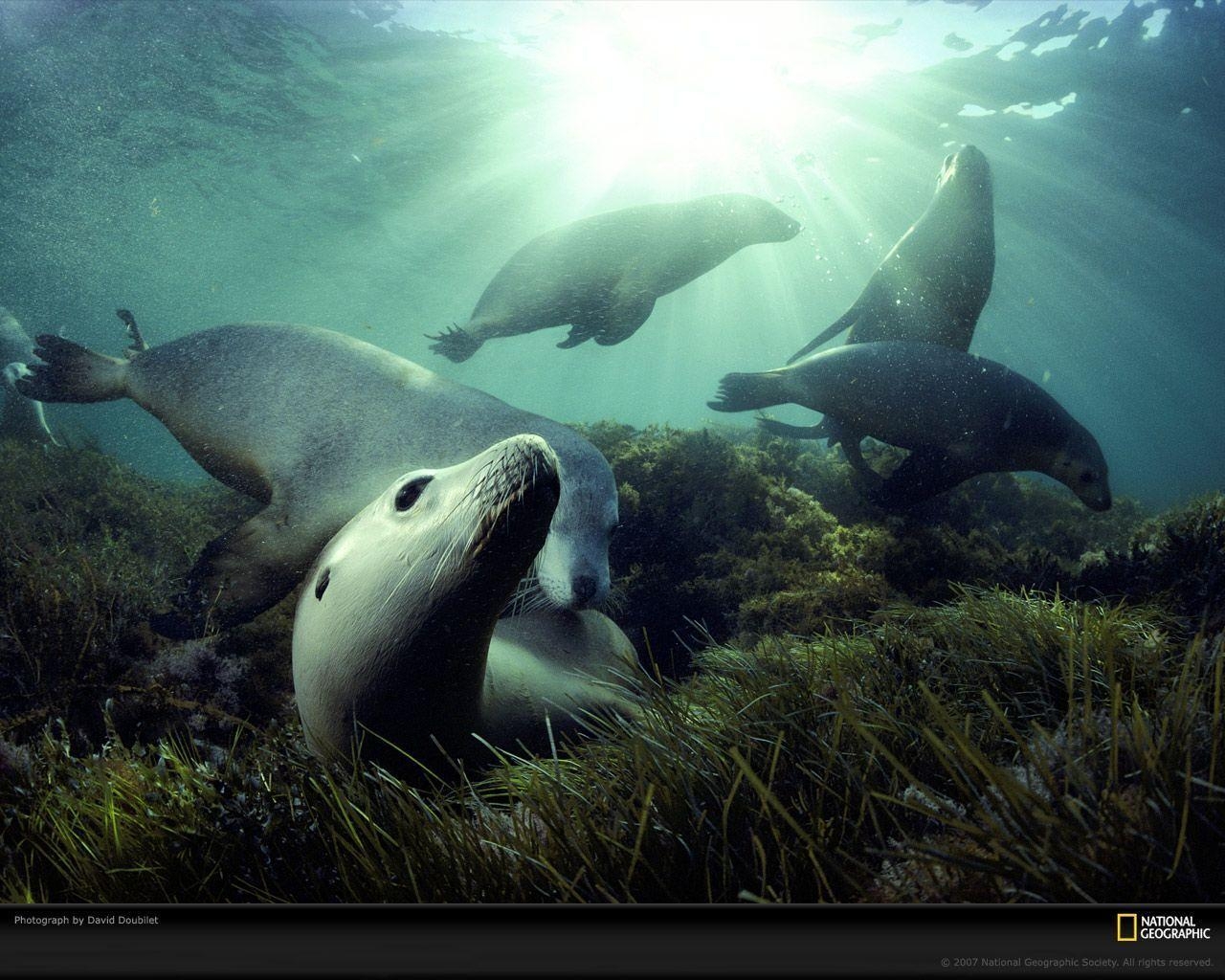 1280x1030 Sea Lions, Australia, Desktop