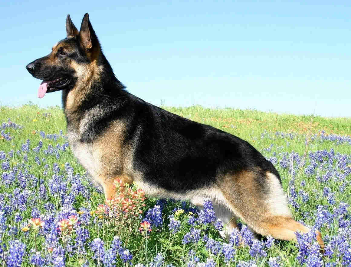 1160x890 Dog German Shepherd Wallpaper German Shepherd Live Image, HD, Desktop