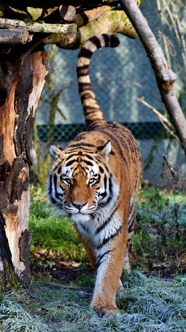 720x1280 Downaload Tiger, predator, looking straight, zoo wallpaper, Phone