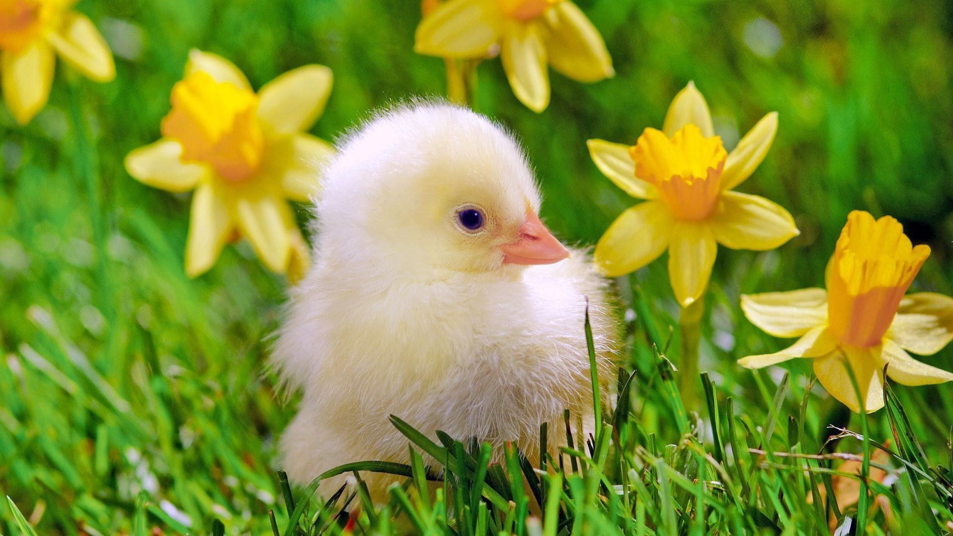 1920x1080 Baby Chicks Wallpaper, Desktop