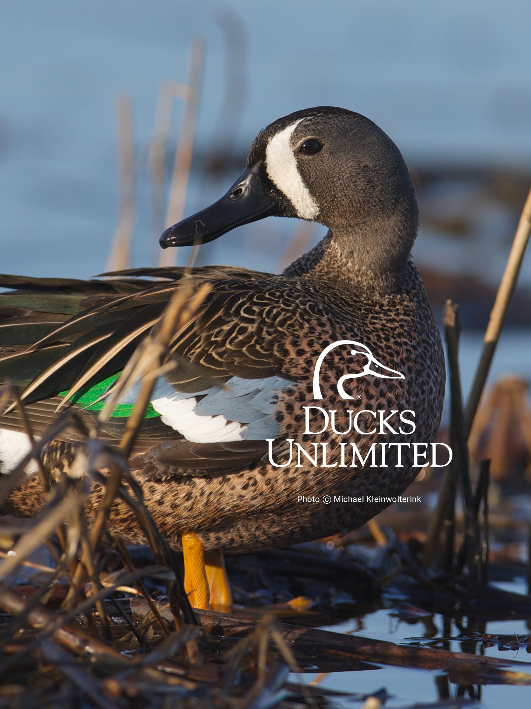 2050x2740 Ducks Unlimited Wallpaper Free Ducks Unlimited Background, Phone