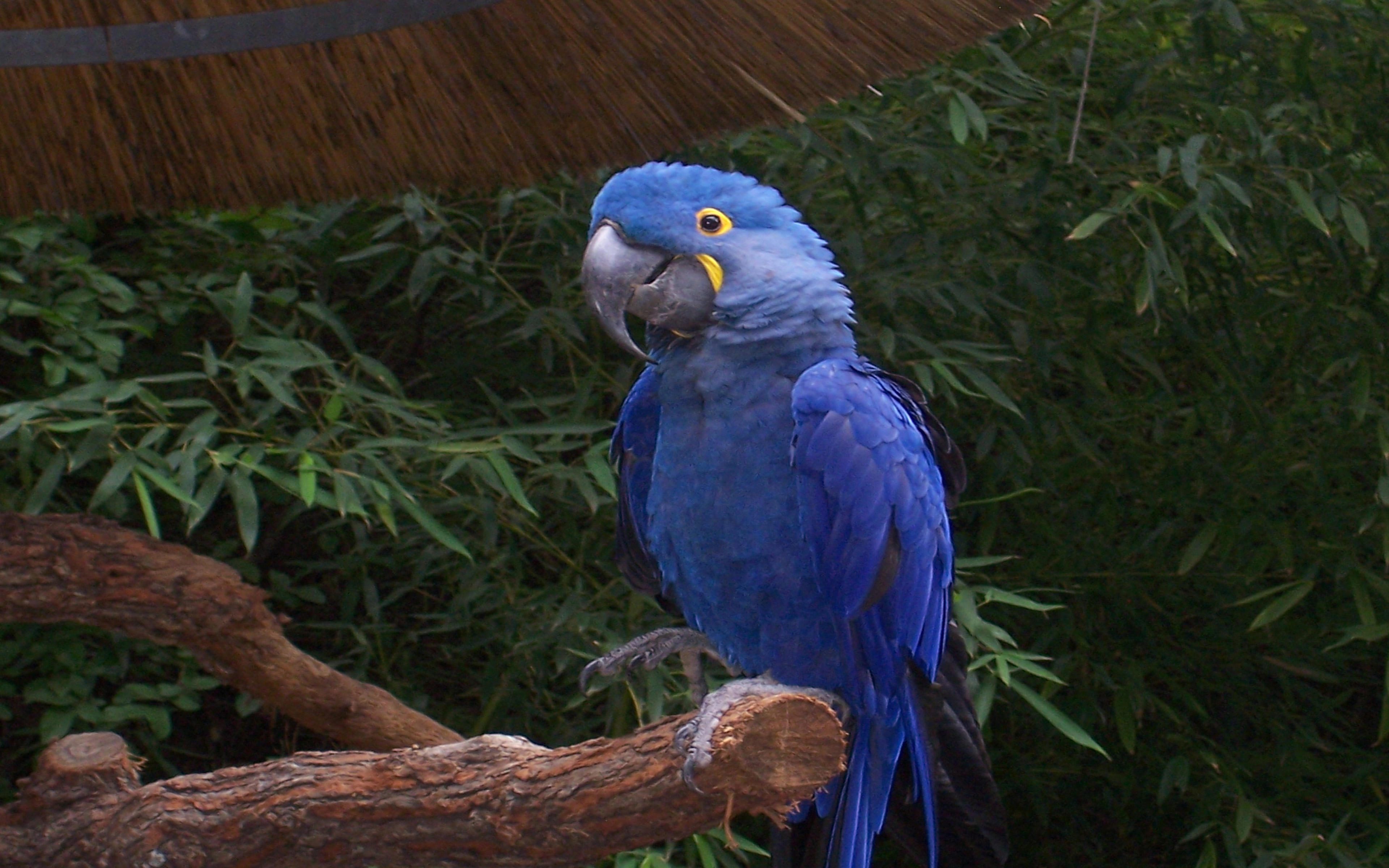 3840x2400 Hyacinth Macaw Parrots Desktop Wallpaper HD, Wallpaper13.com, Desktop