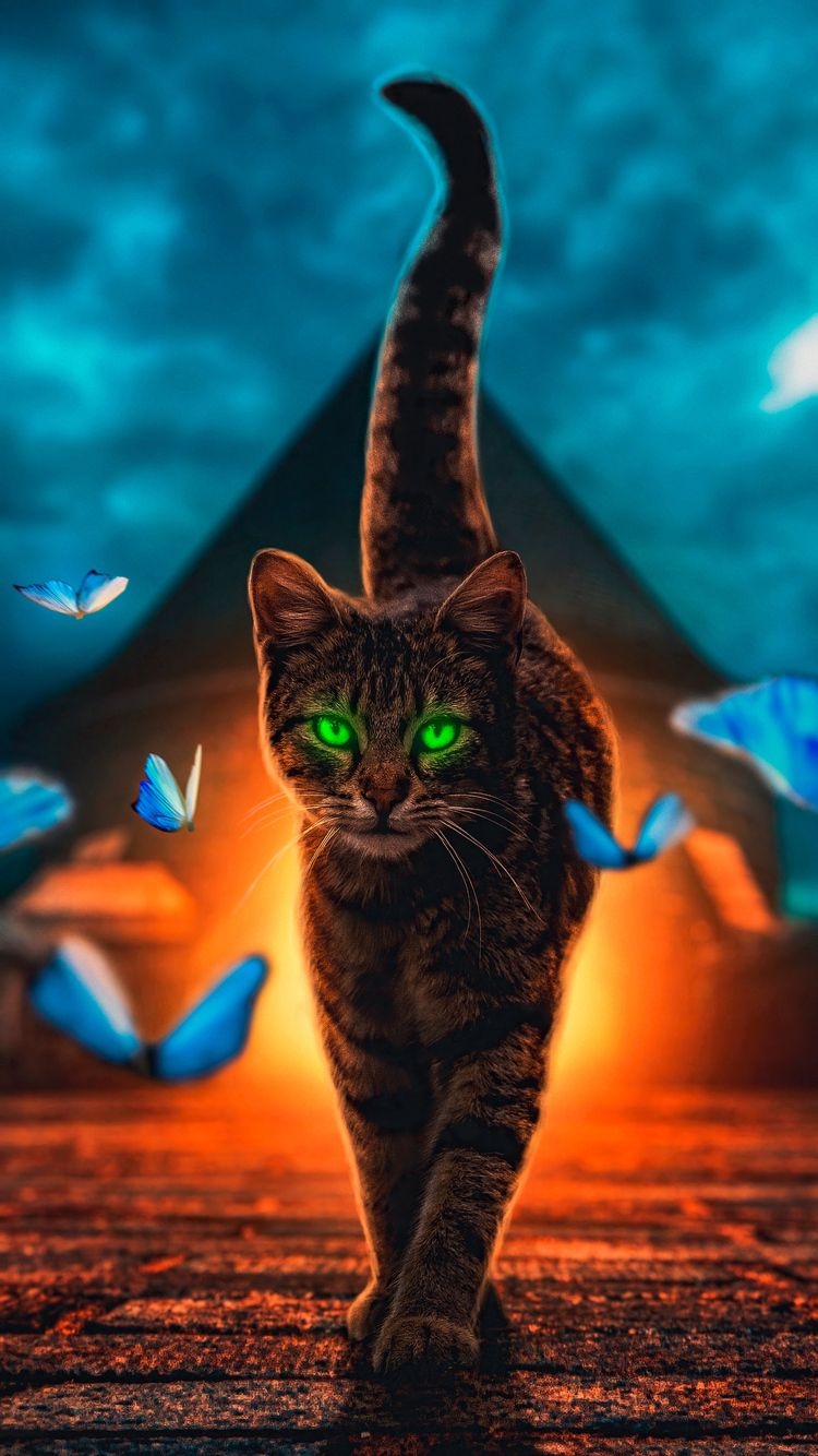 750x1340 Cat Magical Walk 4k iPhone iPhone 6S, iPhone 7 HD 4k Wallpaper, Image, Background, Photo and Picture, Phone