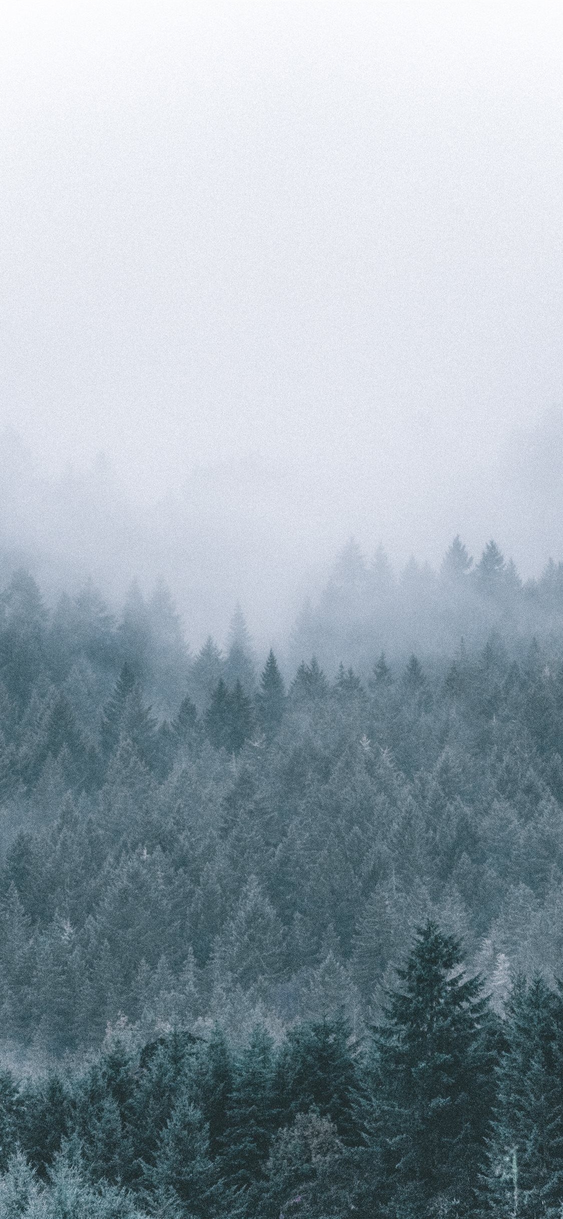 1130x2440 foggy icy green pine trees scenery Wallpaper. Tree scenery wallpaper, Scenery wallpaper, Snow wallpaper iphone, Phone