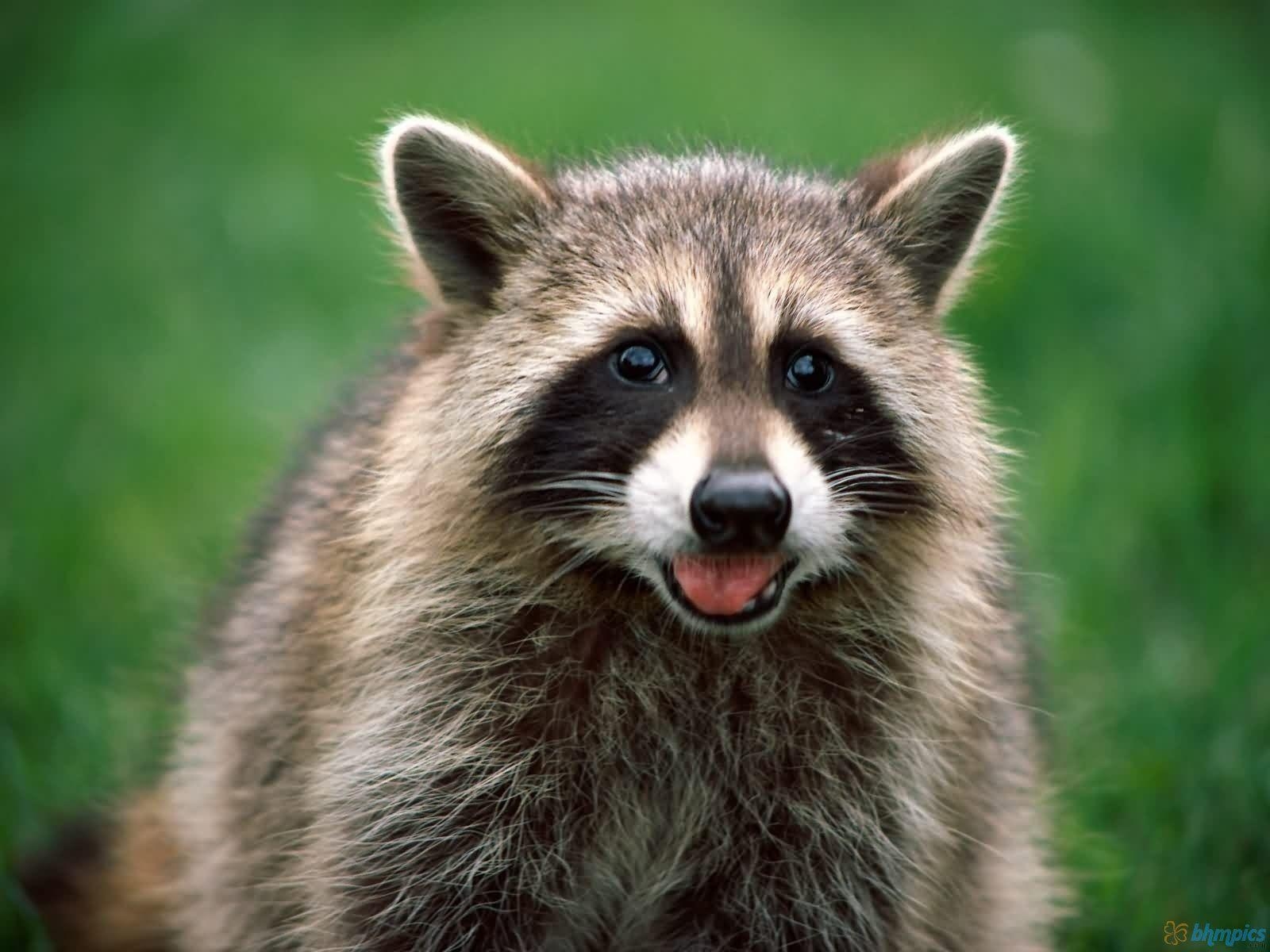 1600x1200 Raccoon wallpaper, Desktop