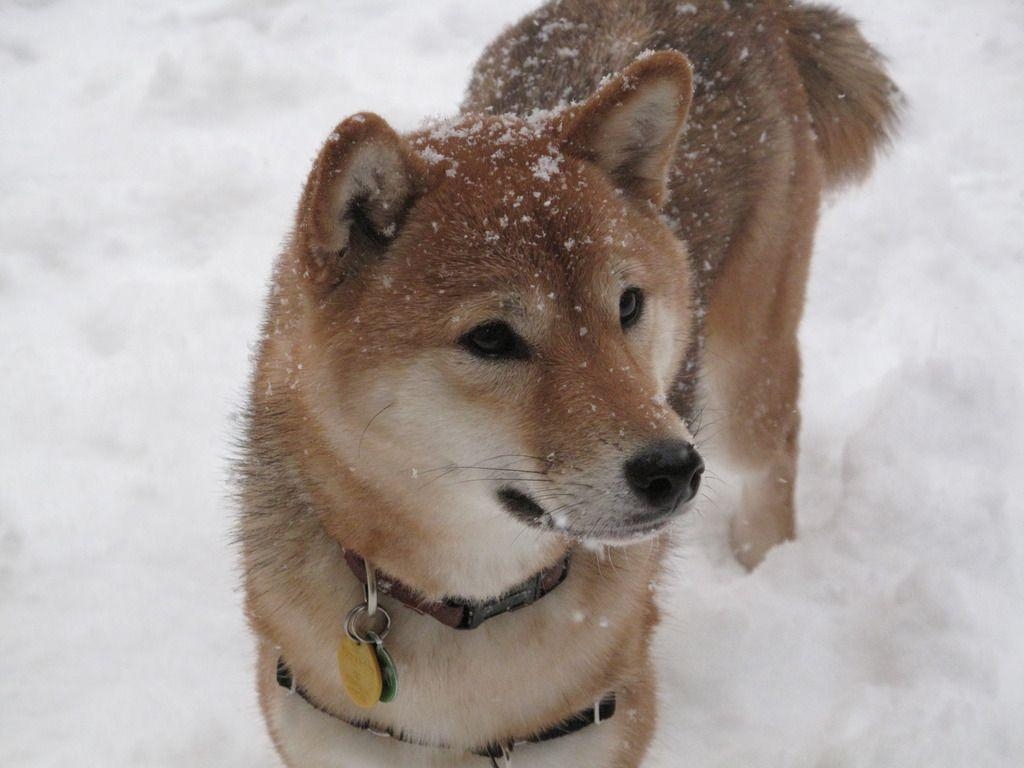 1030x770 Winter Shiba Inu dog photo and wallpaper. Beautiful Winter Shiba, Desktop