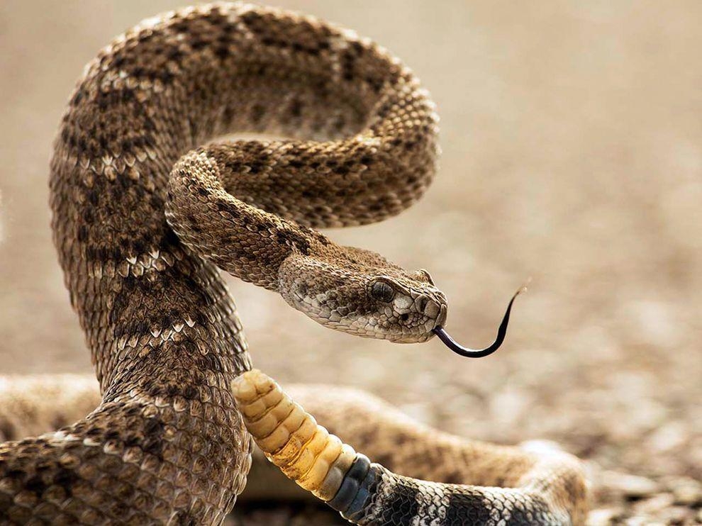 990x750 Diamondback Picture - National Park Wallpaper - National, Desktop