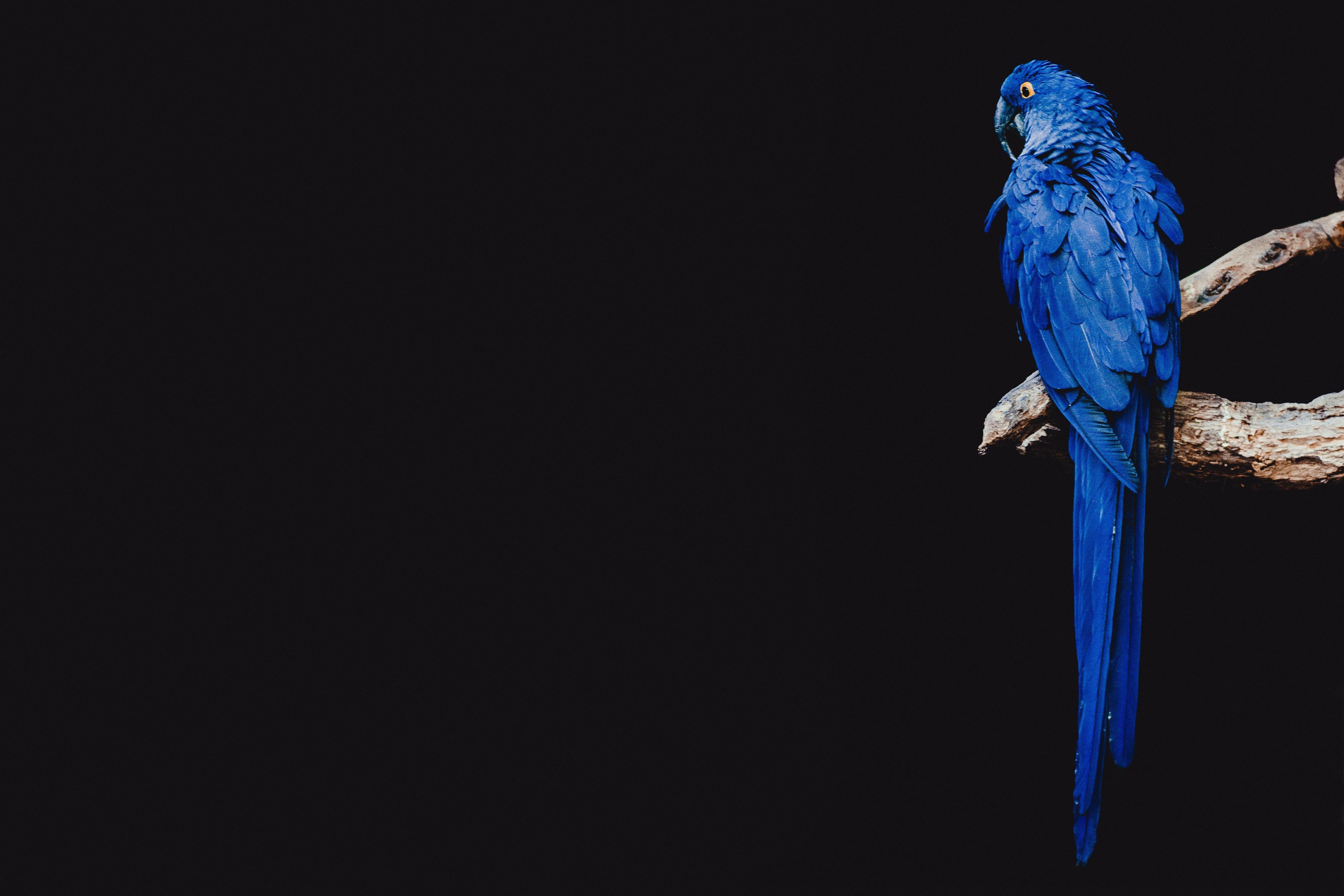 4500x3000 Download wallpaper  parrot, bird, branch HD background, Desktop